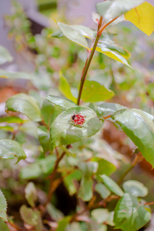 Ladybug Mini Hard Enamel Pin